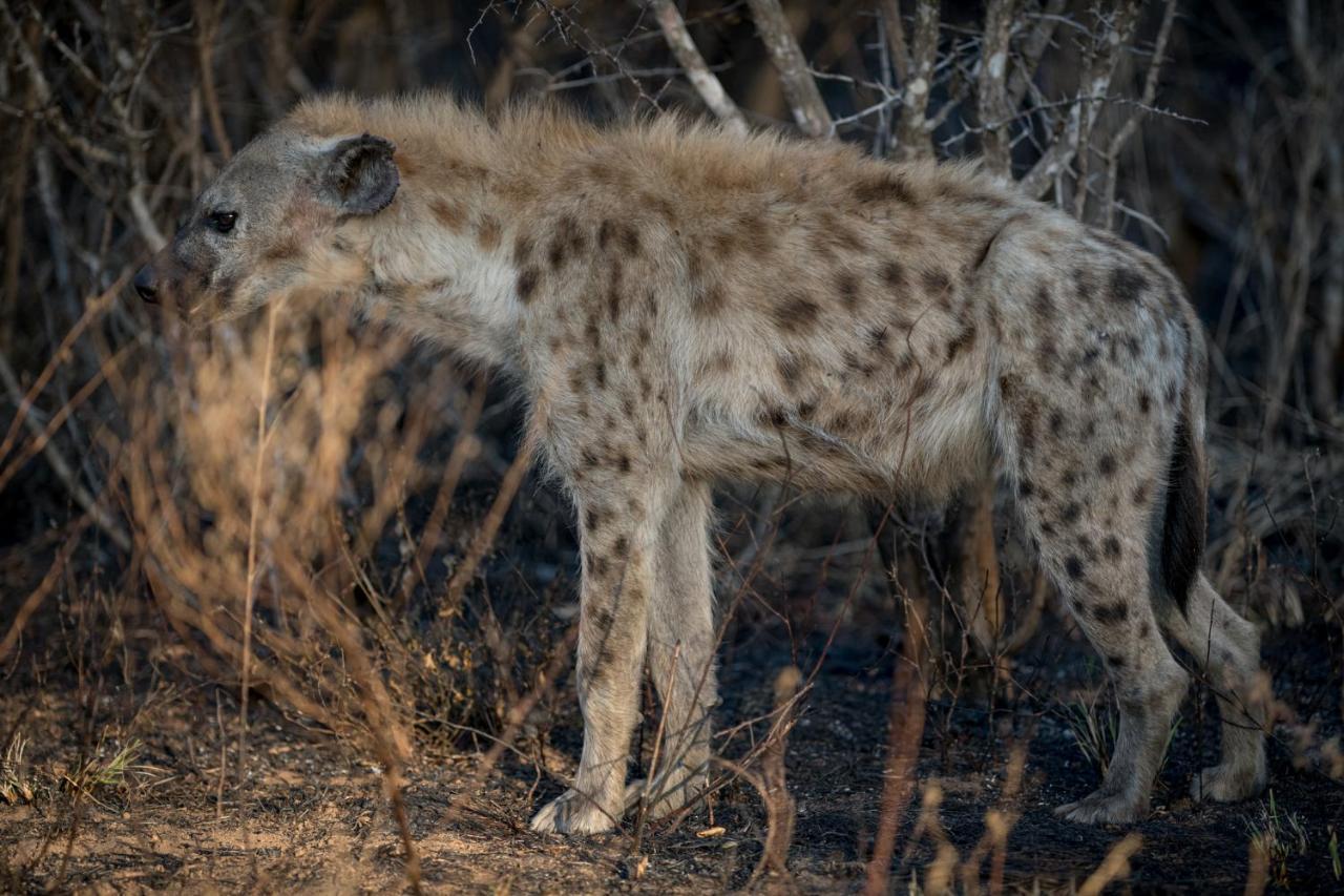 Nkuhlu Tented Camp Skukuza Buitenkant foto