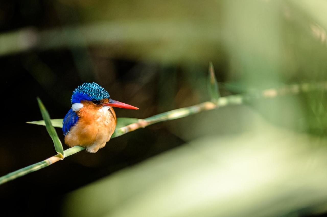 Nkuhlu Tented Camp Skukuza Buitenkant foto