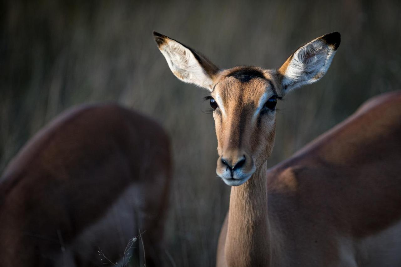 Nkuhlu Tented Camp Skukuza Buitenkant foto