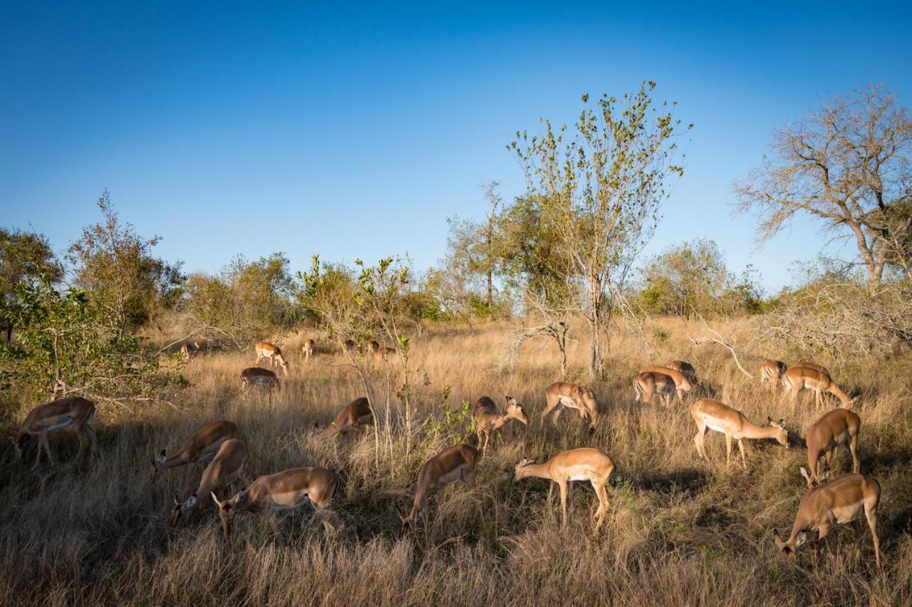 Nkuhlu Tented Camp Skukuza Buitenkant foto